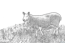 sheep Coloring Pages To Print